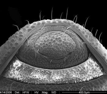 Media type: image;   Invertebrate Zoology 133769